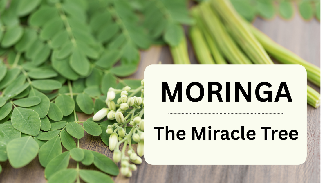 Moringa - The Miracle Tree | Go Vita Batemans Bay