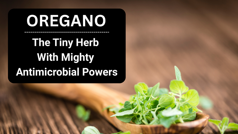 Oregano: The Tiny Herb with Mighty Antimicrobial Powers