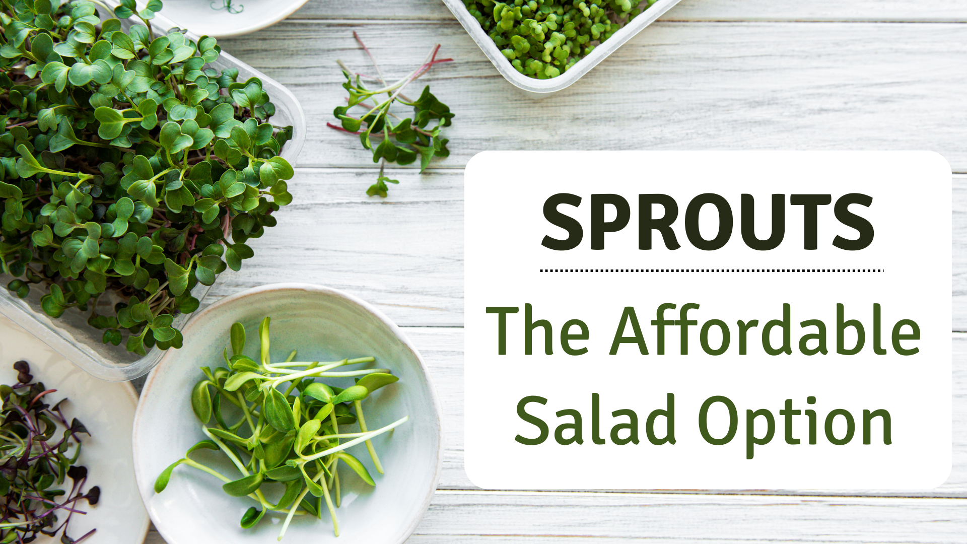 Sprouts Options Sprouts - The Affordable Salad Option | Go Vita Batemans Bay