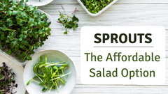 Sprouts - The Affordable Salad Option