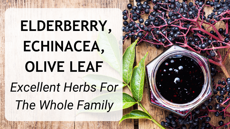 Elderberry, Echinacea, Olive Leaf - Excellent Herbs For The Whole Family